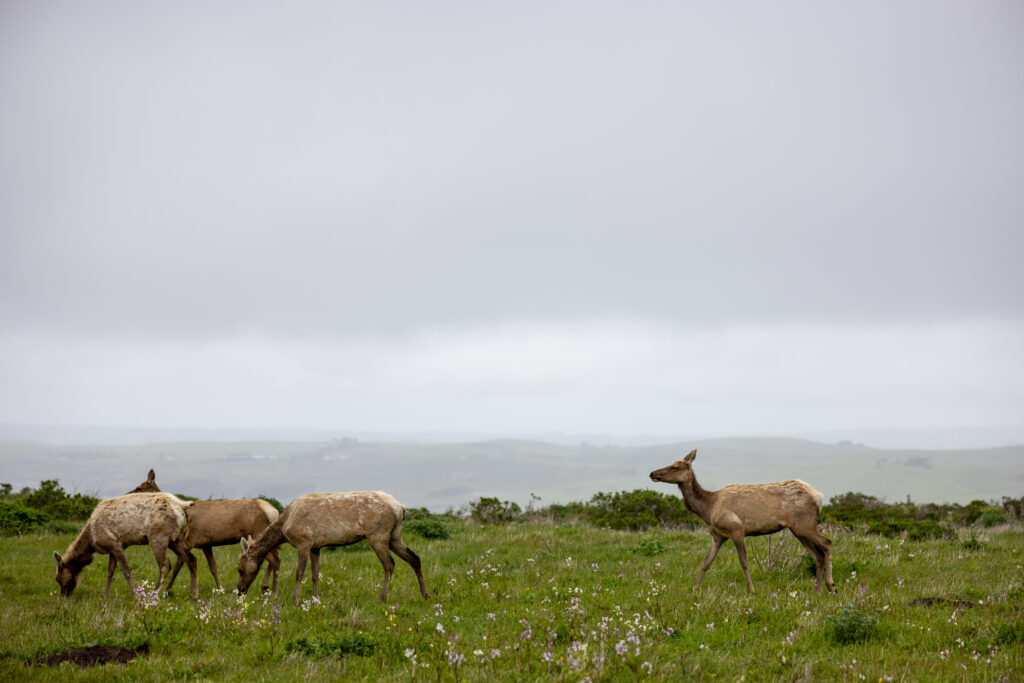 Beautiful scenery including a family of young elk.